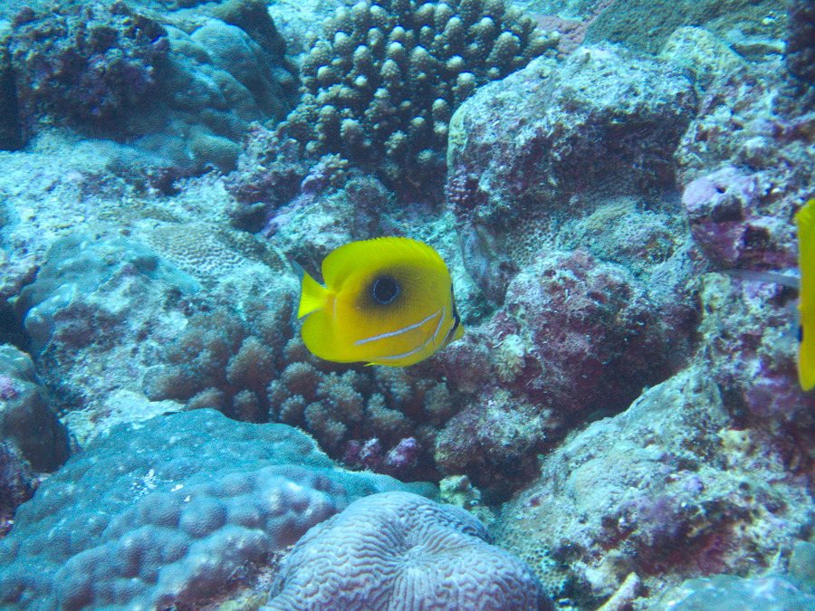 Chaetodon speculum