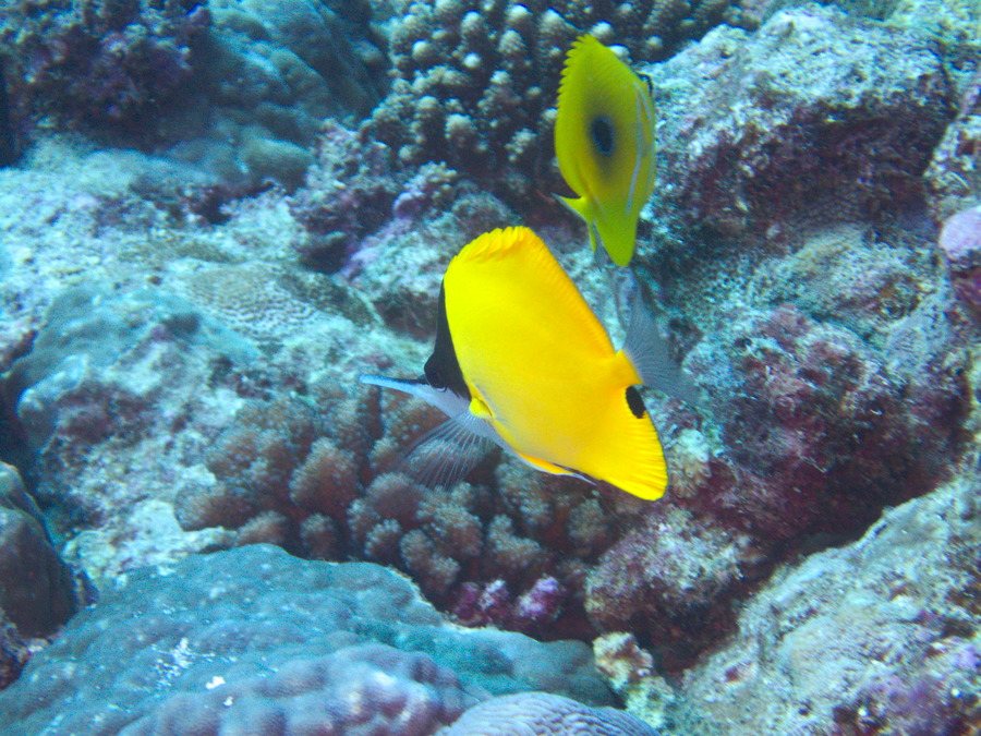 Forcipiger flavissimus