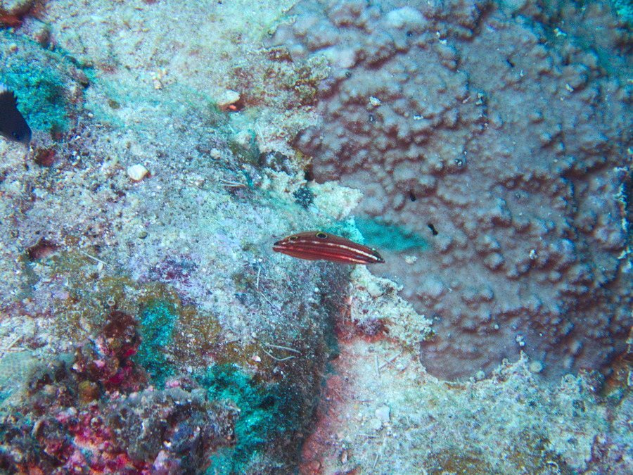 Halichoeres biocellatus