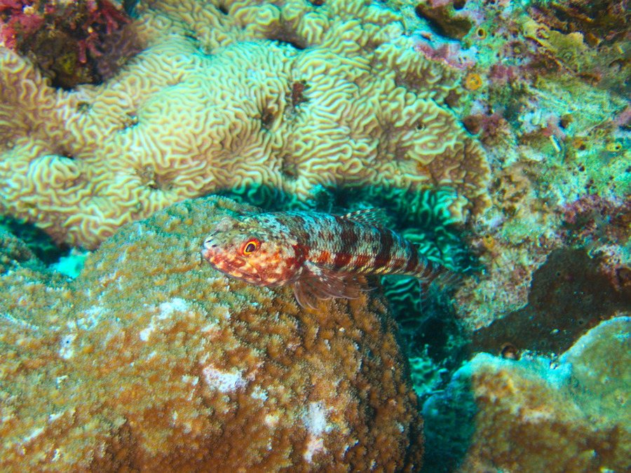 Synodus binotatus