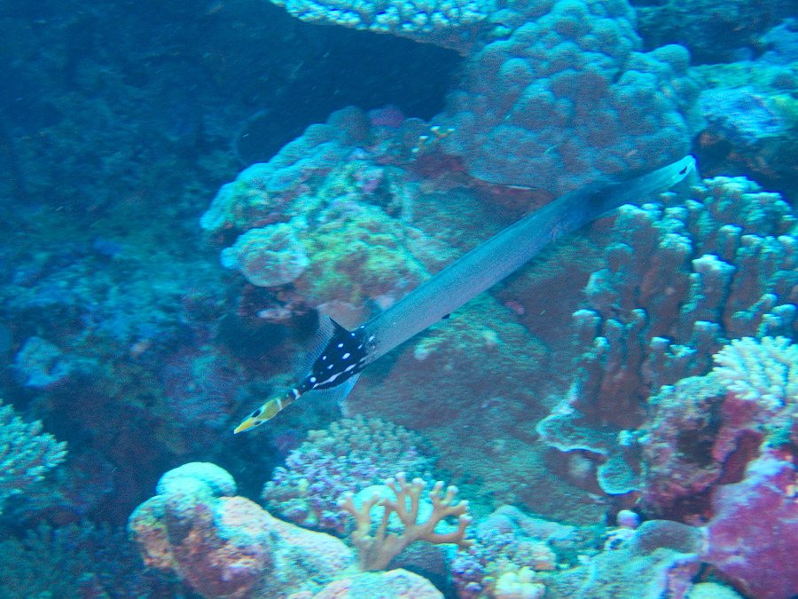 Aulostomus chinensis