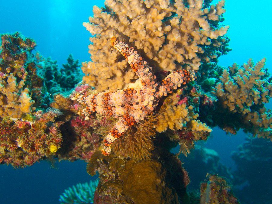 Nardoa gomophia