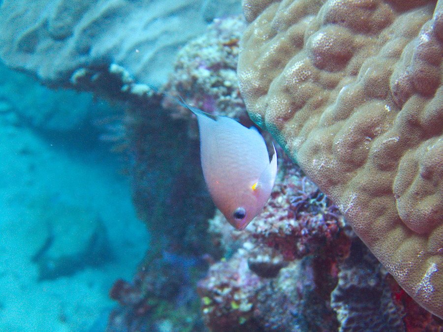 Pomacentrus amboinensis