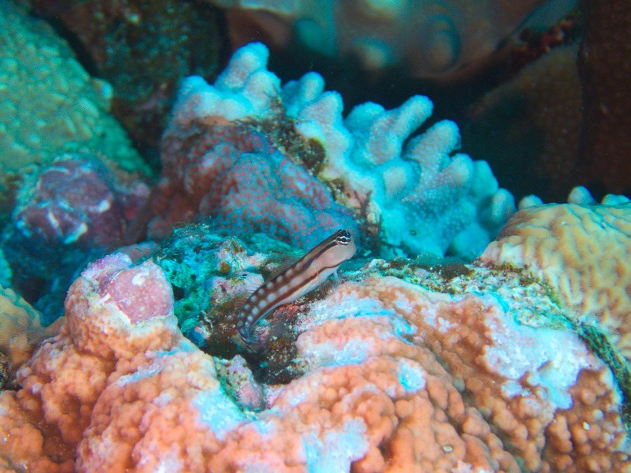 Ecsenius yaeyamaensis