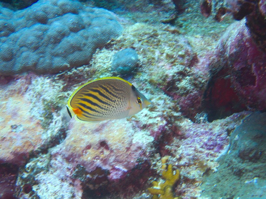 Chaetodon pelewensis