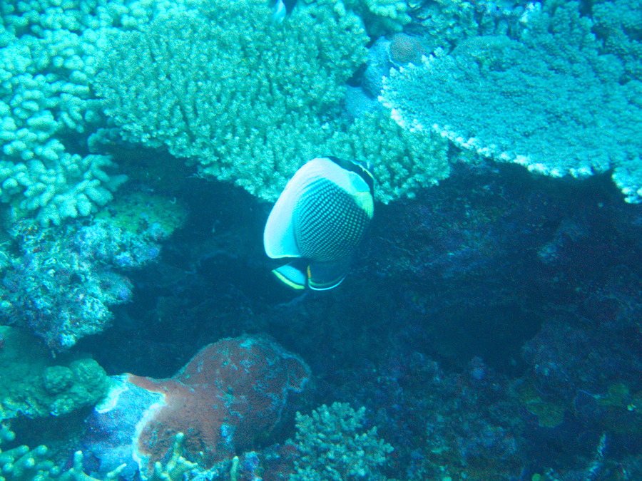 Chaetodon reticulatus
