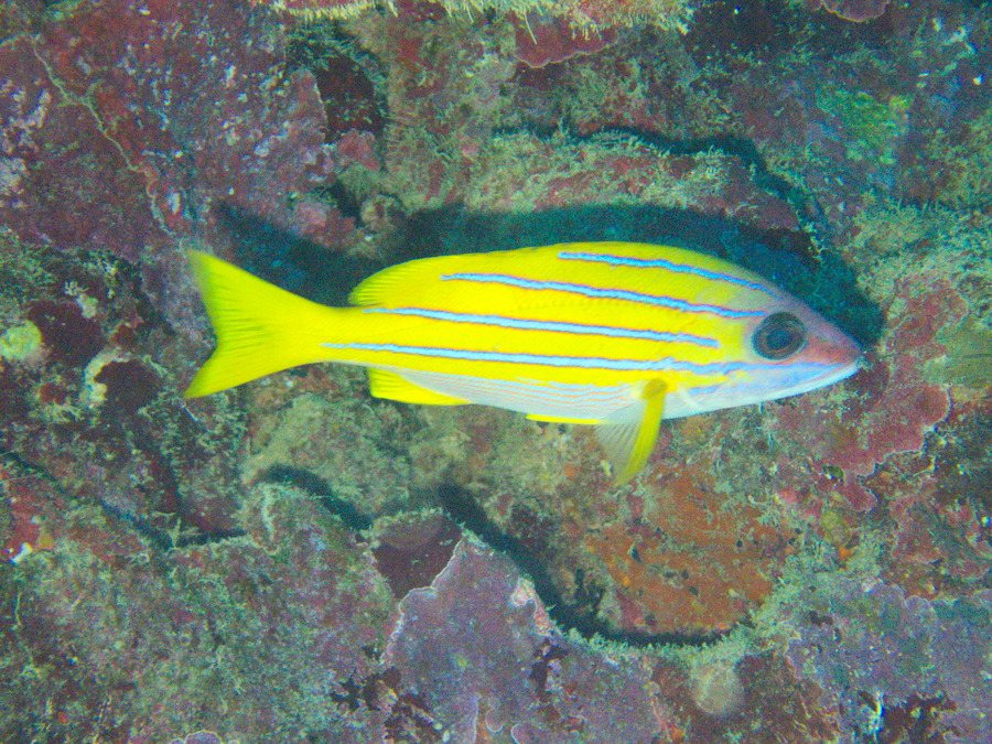Lutjanus kasmira