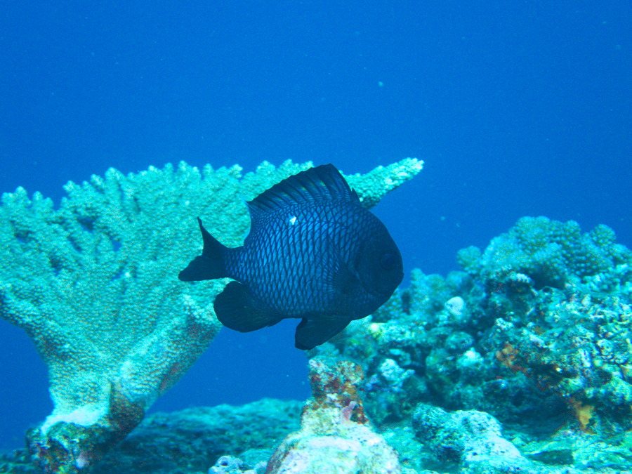 Dascyllus trimaculatus