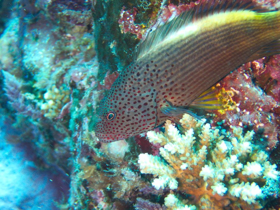 Paracirrhites forsteri