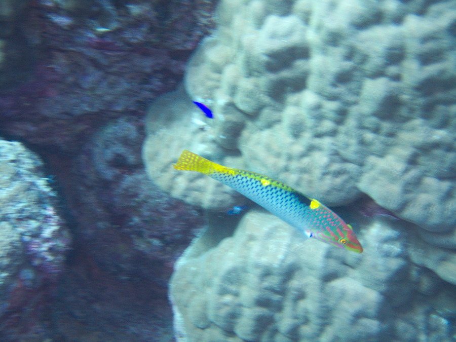 Halichoeres hortulanus