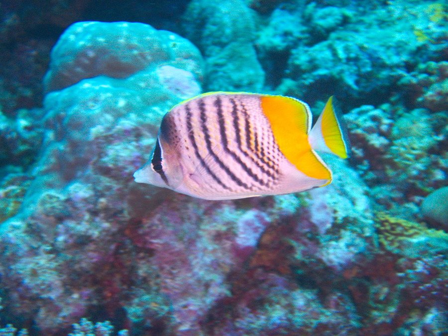 Chaetodon mertensii
