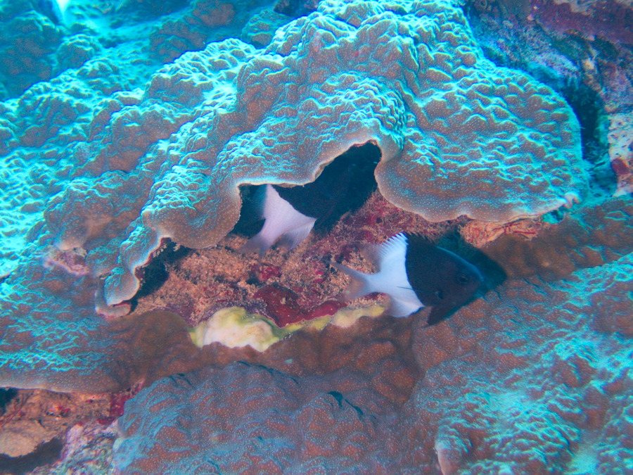 Chromis iomelas