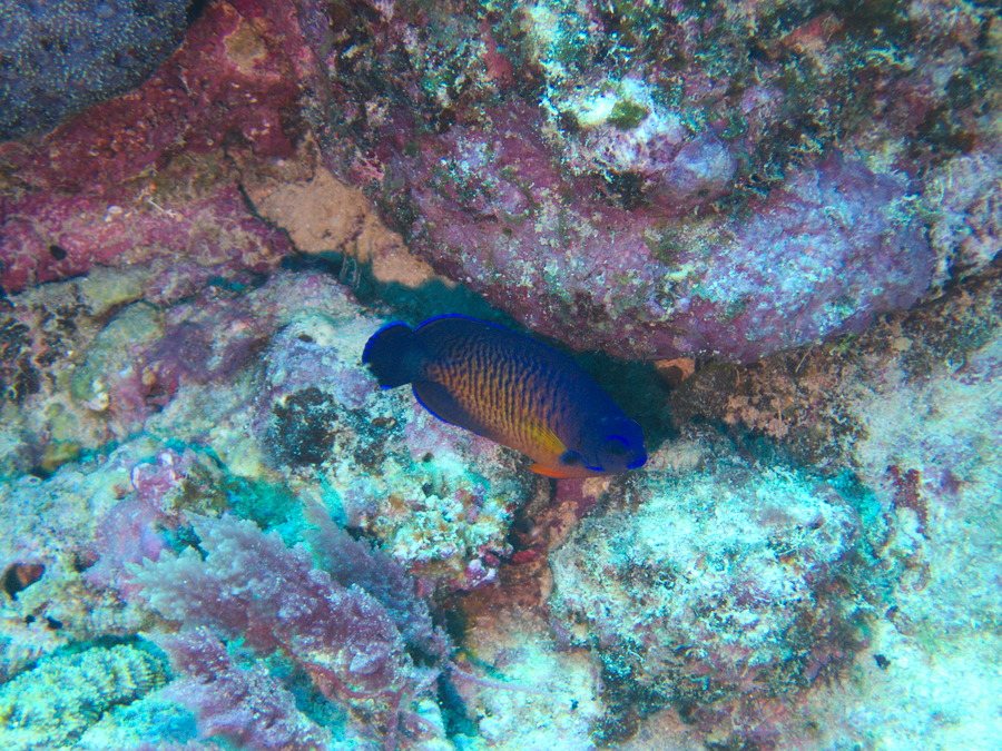 Centropyge bispinosa