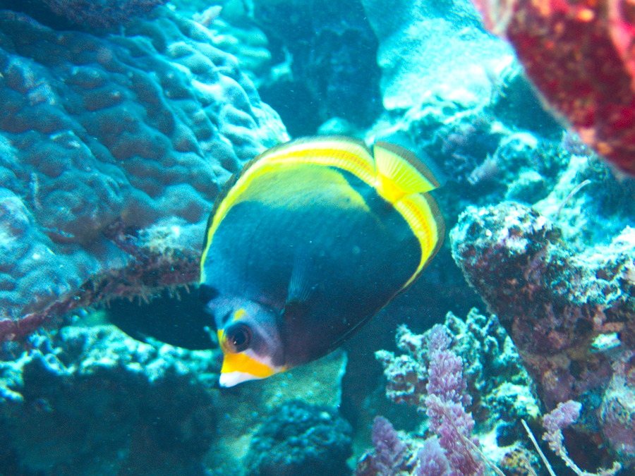 Chaetodon flavirostris