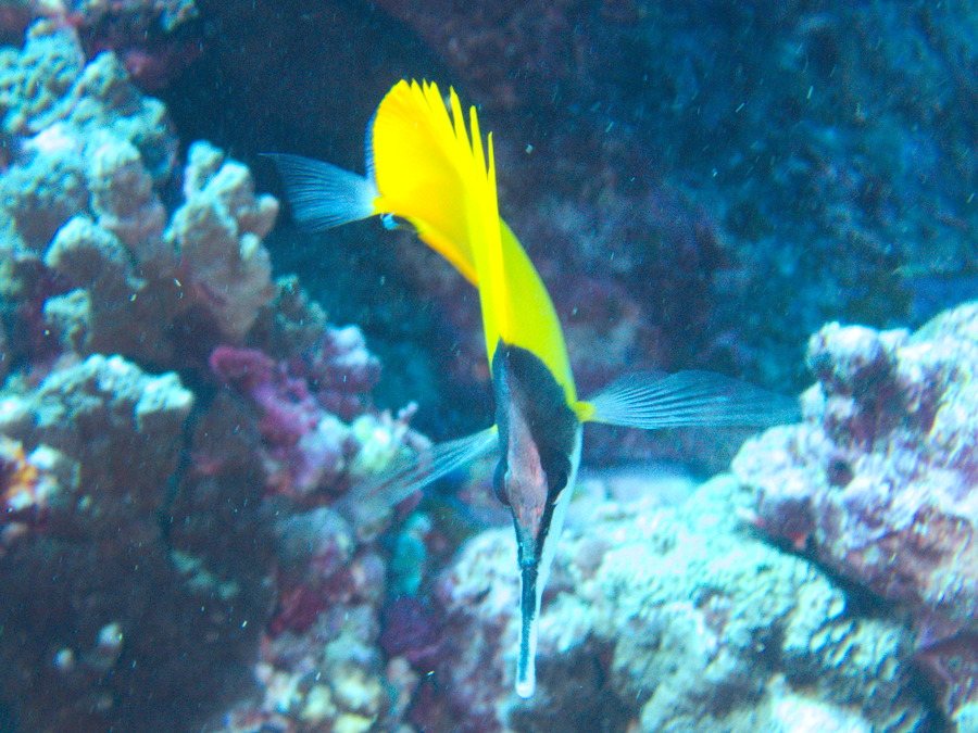 Forcipiger flavissimus