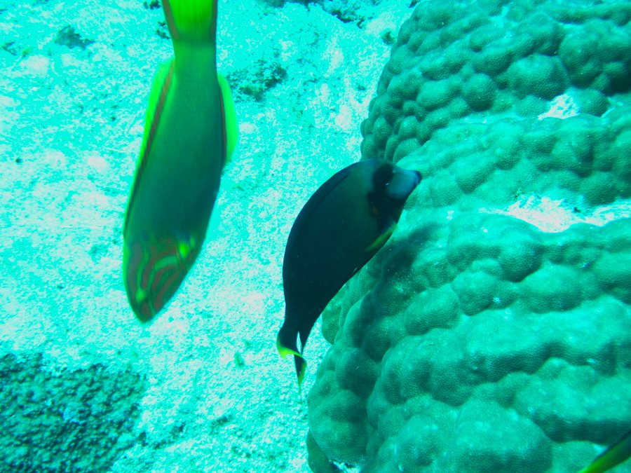 Thalassoma lutescens