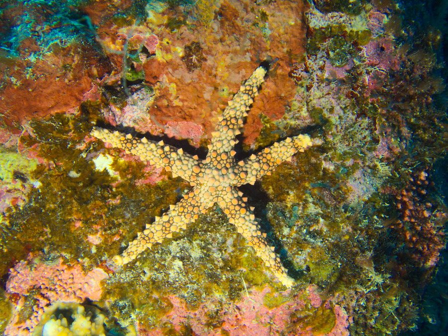 Gomophia egyptiaca