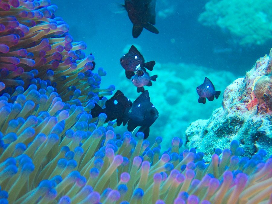 Dascyllus trimaculatus