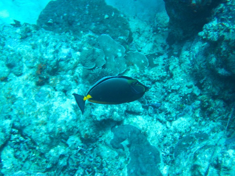 Naso lituratus