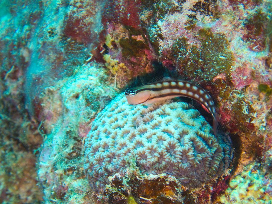 Ecsenius yaeyamaensis