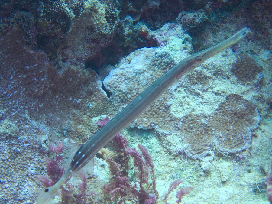 Aulostomus chinensis