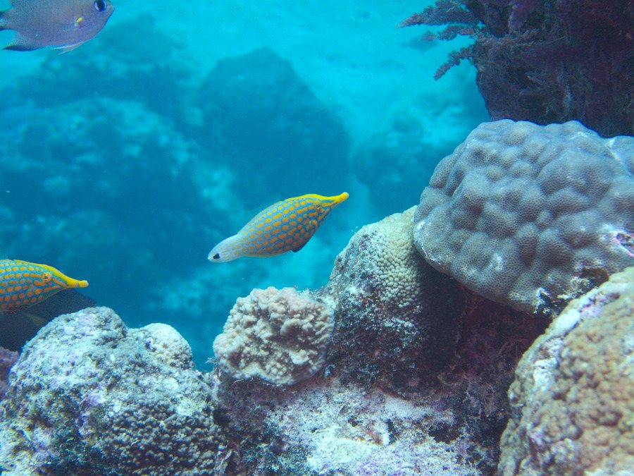 Oxymonacanthus longirostris