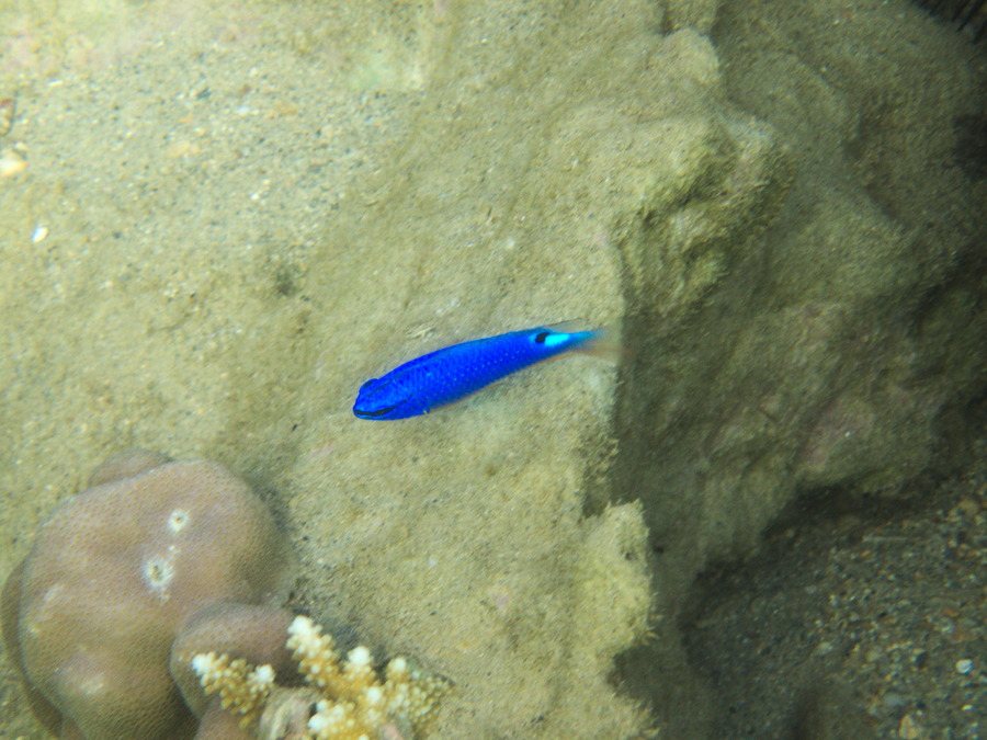 Pomacentrus coelestis