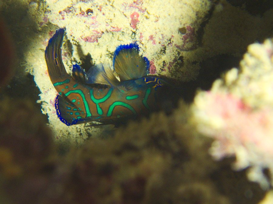 Mandarin