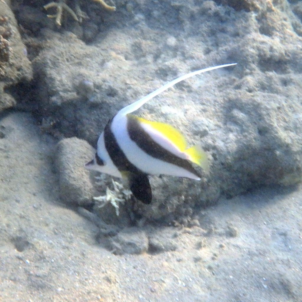 Heniochus acuminatus