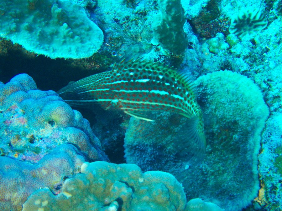 Anyperodon leucogrammicus