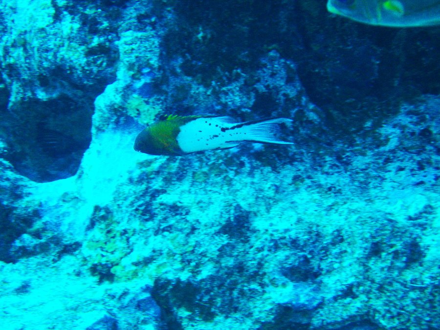 Bodianus anthioides