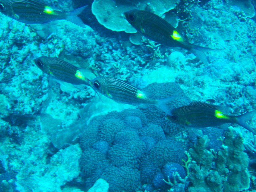 Gnathodentex aurolineatus