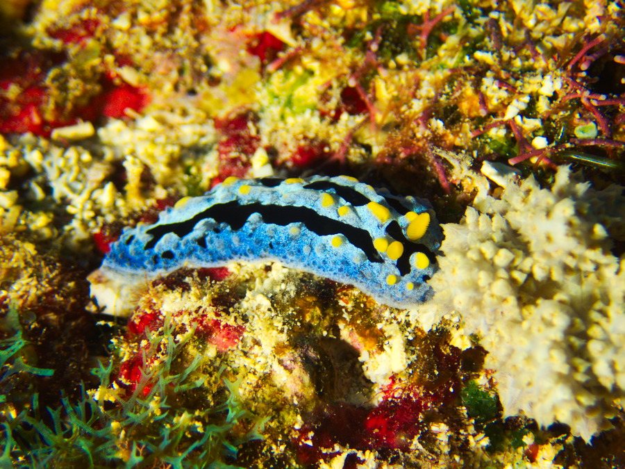 Phyllidia picta