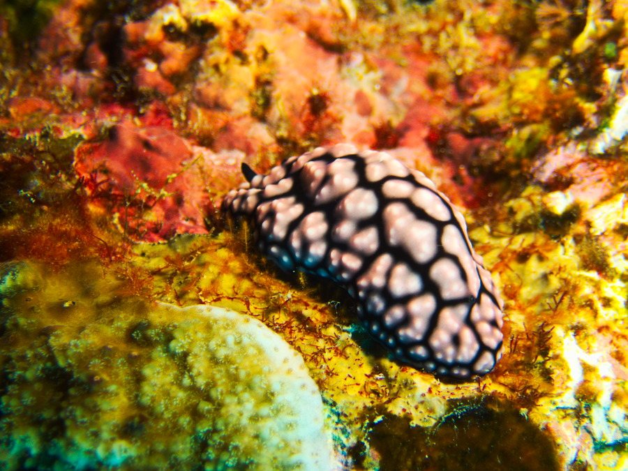 Phyllidiella pustulosa