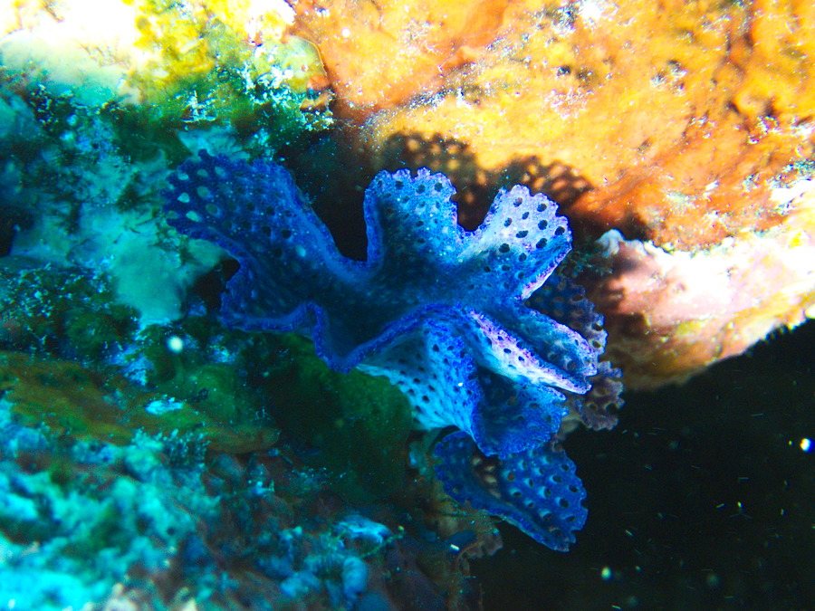 Iodictyum sp.