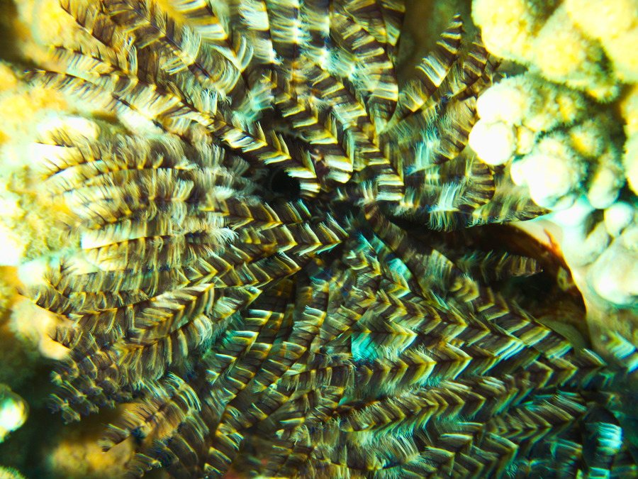 Organismes vermiformes