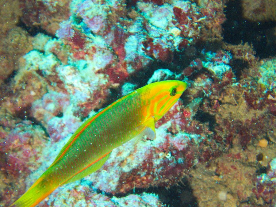 Thalassoma lutescens