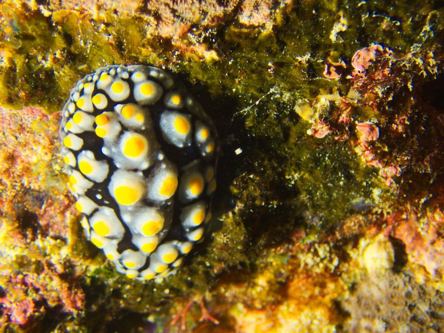 Mollusques