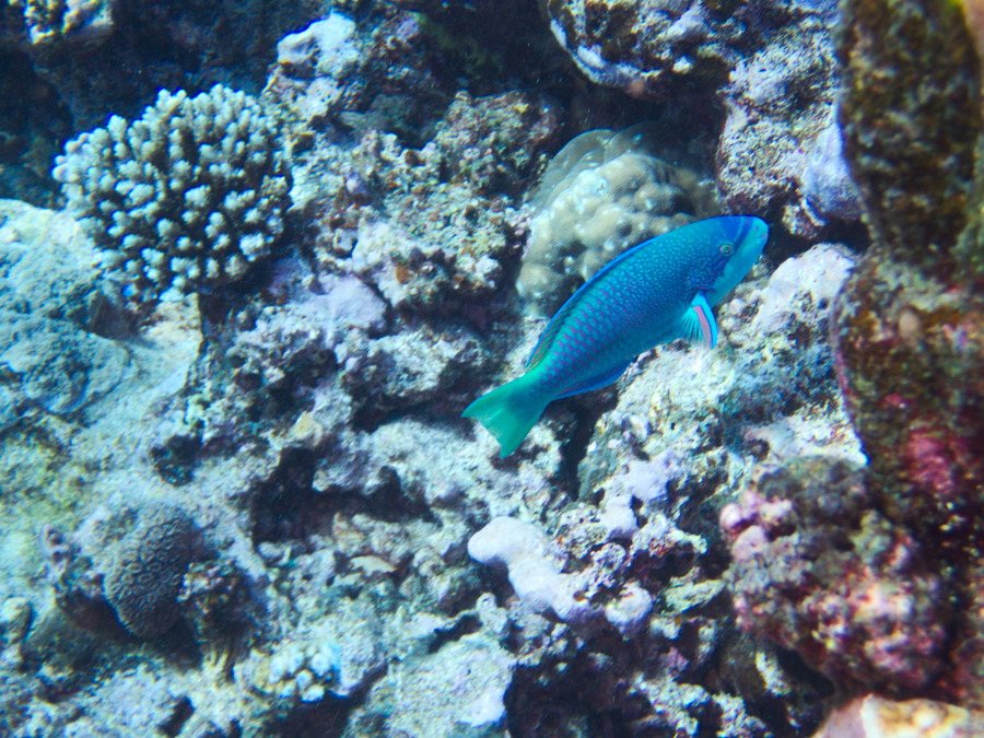 Poisson-perroquet