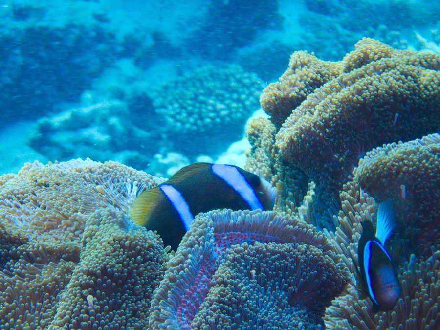 Amphiprion clarkii