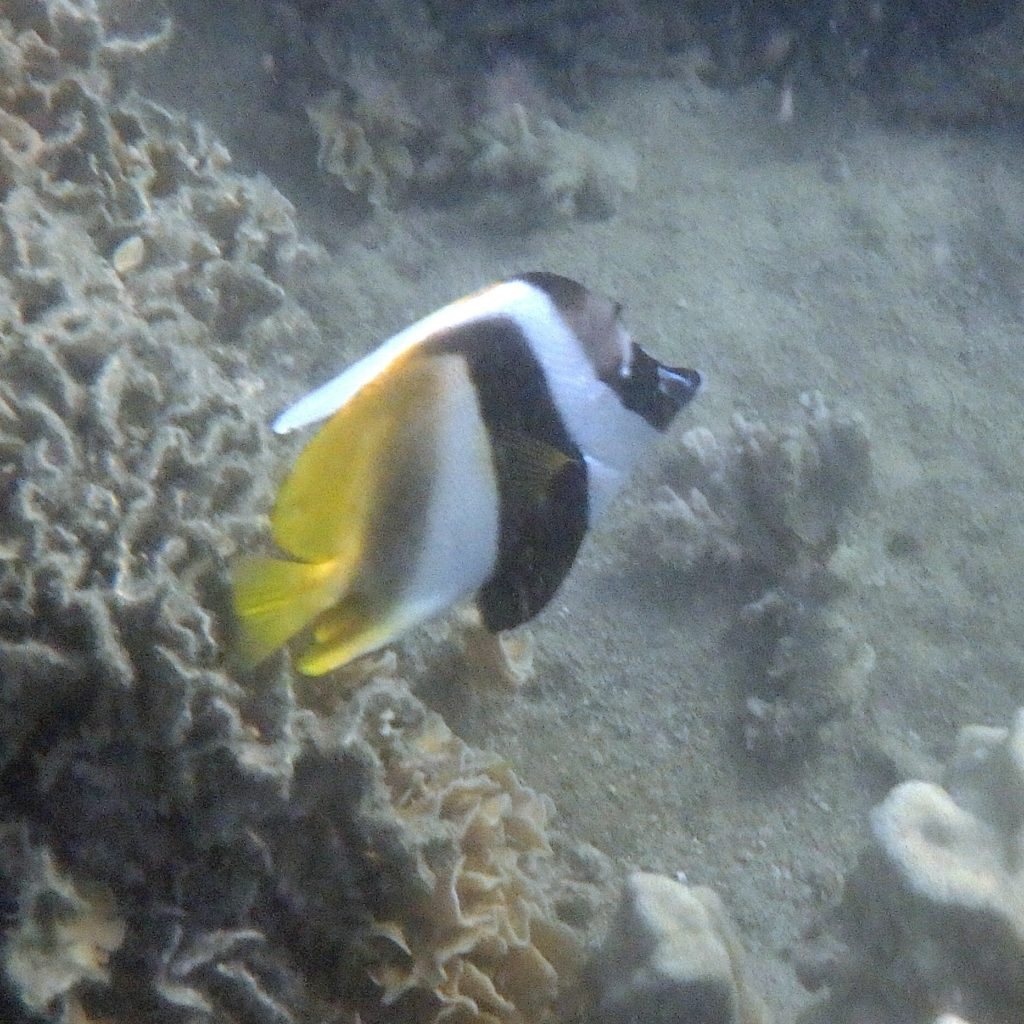 Heniochus monoceros