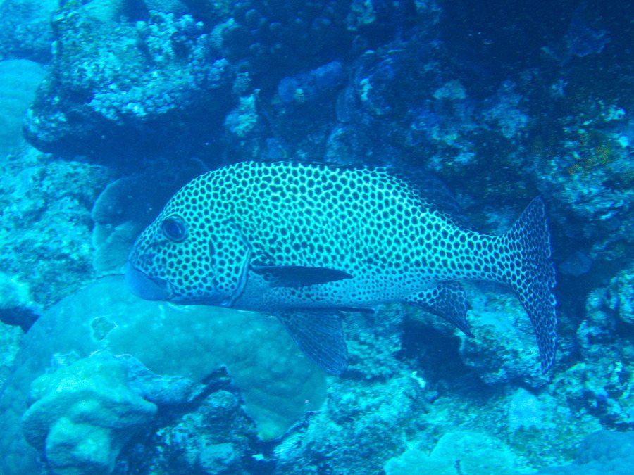 Plectorhinchus chaetodonides
