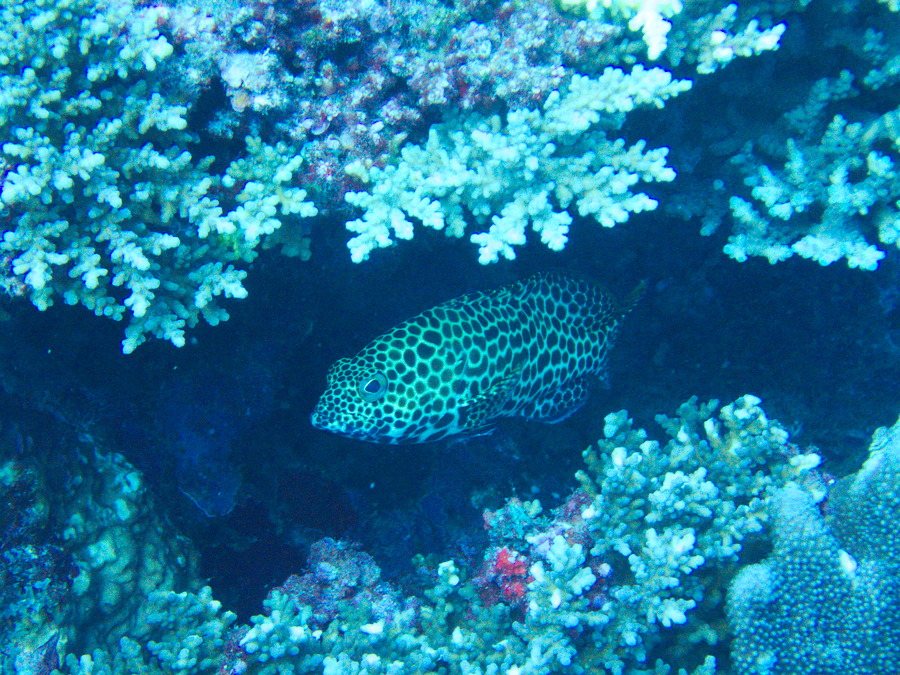 Epinephelus merra
