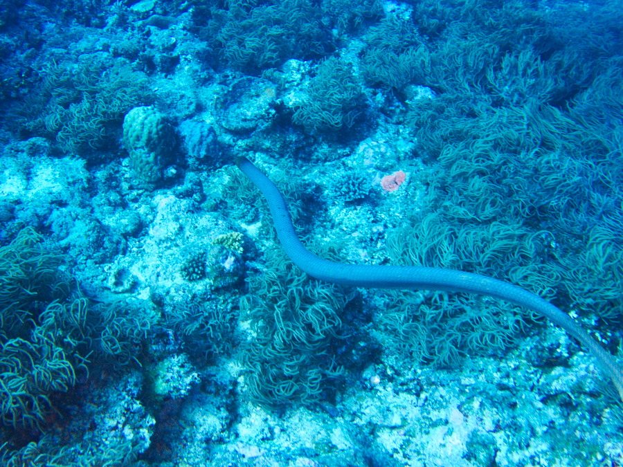 Aipysurus laevis