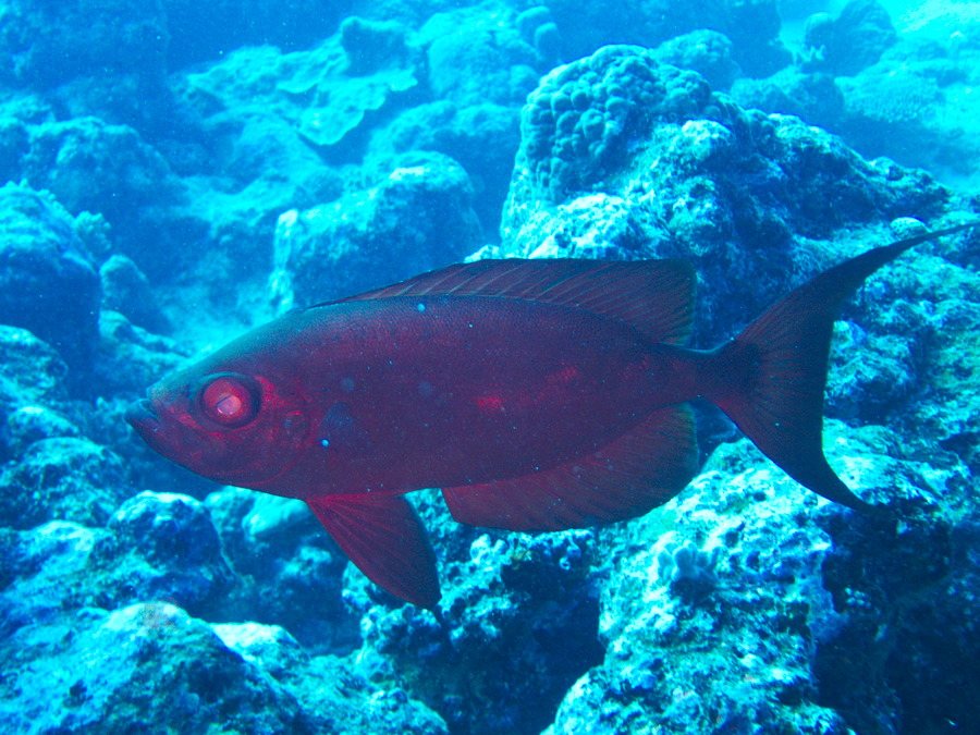 Priacanthus hamrur