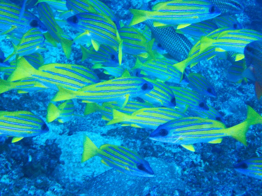 Lutjanus kasmira