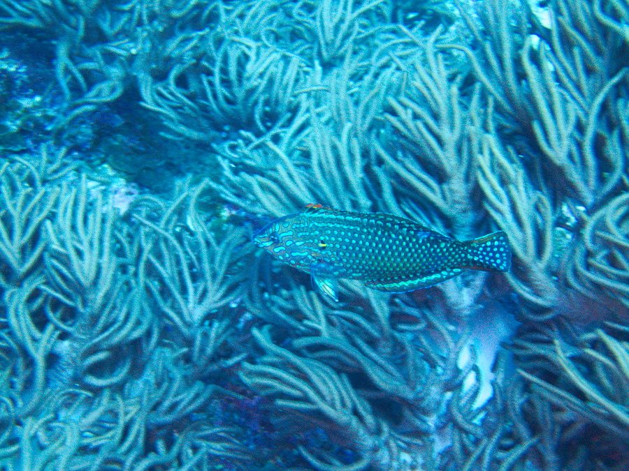 Macropharyngodon meleagris