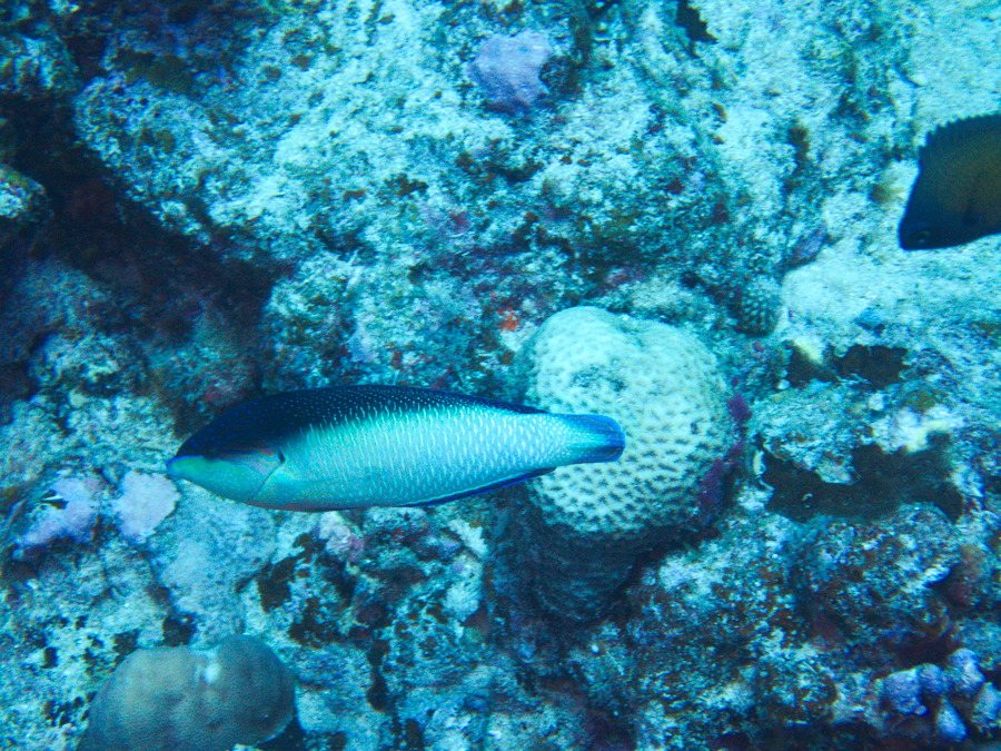 Anampses neoguinaicus