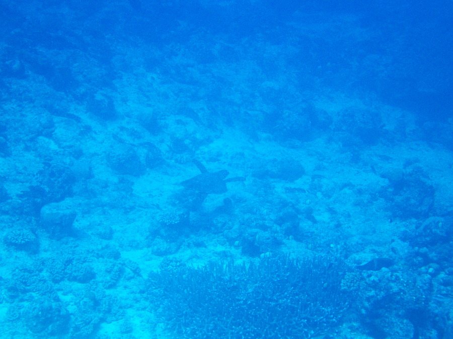 Chelonia mydas (tortue verte)
