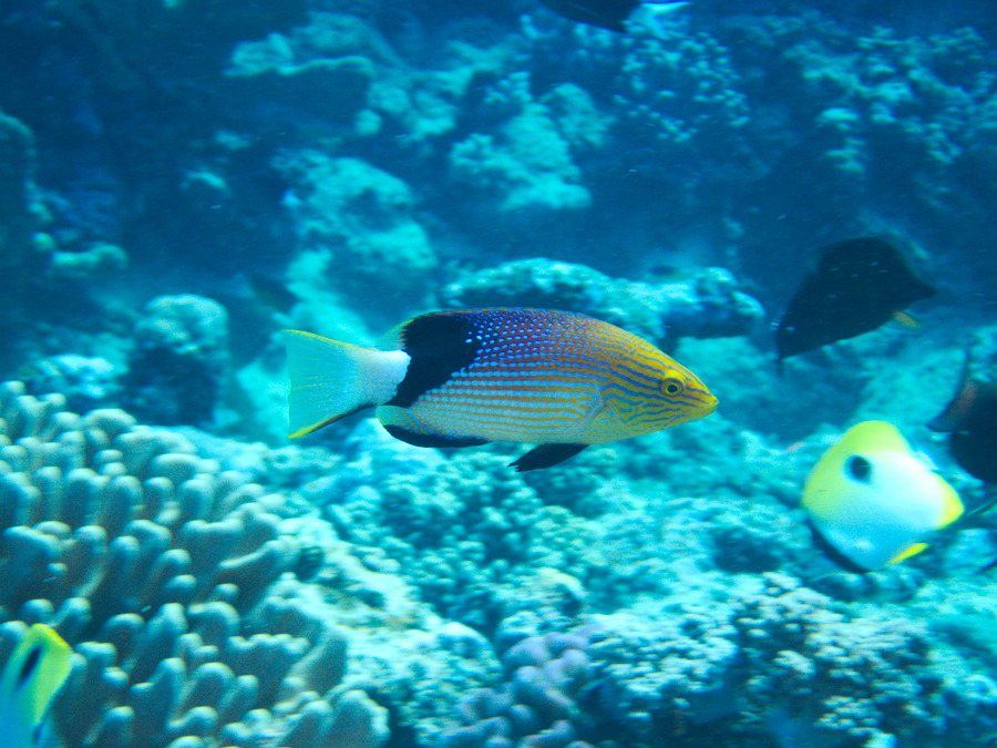 Bodianus loxozonus